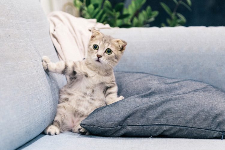 cute cat kitty care